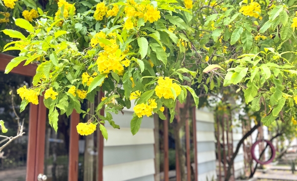 Review Top 5 Khu Resort Lagi Gần Biển Đẹp Nhất 2024 (Kèm Giá)