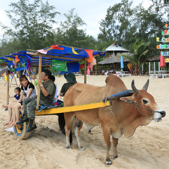 Xe bò đi dạo biển